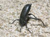 Eleodes armata photographed in Anza-Borrego state park, southern California, in March of 2005 using a Canon D60 digital camera and Canon 100mm f2.8 USM macro lens  (1/180th second, f22, ISO 100)