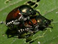 Popillia japonica photographed in the Lower Huron Metropark near Detroit using a Canon 1Ds camera and Canon 100mm f2.8 USM macro lens   (1/180th second, f22, ISO 100)