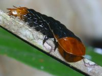 Duliticola sp. photographed in Cat Tien national park in December of 2004 using a Canon D60 digital camera and Canon 100mm f2.8 USM macro lens  (1/180th second, f22, ISO 100)