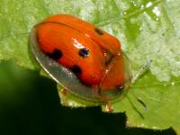 disturbed Metriona bicolor photographed in August of 2004 using a Canon D60 and Canon 100mm f2.8 USM macro lens  (1/180th second, f22, ISO 100)