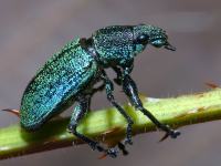photographed in Cat Tien national park in December of 2004 using a Canon D60 camera and Canon 100mm f2.8 USM macro lens  (1/200th second, f22, ISO 100)