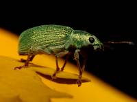 Polydrusus sericeus photographed at Dead River, Northern Illinois