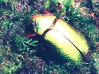 dead gold form of Chrysina boucardi (previously Plusiotis boucardi) photographed in Costa Rica using a Pentax MZ-5 camera and Pentax 100mm f2.8 macro lens
