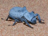 photographed in the Valley of Fire, Nevada, in May of 2004 using a Canon D60 digital camera and Canon 100mm f2.8 USM macro lens (1/180th second, f27, ISO 100)