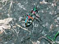 Cicindela japonica photographed in Japan