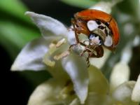 Coccinella novemnotata franciscana photographed at Volo Bog, Illinois in May of 2003 using a Canon D60 digital camera, Canon 100mm f2.8 USM macro lens and stacked Kenko 12mm, 20mm and 36mm extension tubes