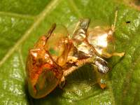 Aspidomorpha sanctaecrucis photographed in May of 2007 using a Canon 5D camera and Canon 100mm f2.8 USM macro lens  (1/180th second, f16, ISO 200)