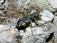 Cicindela tuberculata photographed at 'Craters of the Moon' geothermal area near Rotorua in February of 2003 using a Canon D60 digital camera and Canon 100mm f2.8 USM macro lens