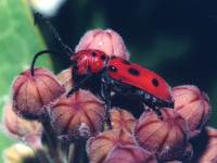 Tetraopes tetrophthalmus photographed in 2002 at Dead River, Illinois, using a Pentax MZ-5 or Z-1, Pentax 100mm f2.8 macro lens and AF500FTZ flash