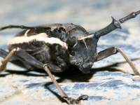 photographed at the Perfume Pagoda near Hanoi in December of 2004 using a Canon D60 camera and Canon 100mm f2.8 USM macro lens  (1/180th second, f16, ISO 100)