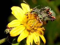 photographed in May of 2007 using a Canon 5D camera and Canon 100mm f2.8 USM macro lens  (1/180th second, f22, ISO 200)