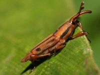 Megaproctus exclamationis photographed in June of 2008 using a Canon 5D camera and Canon 100mm f2.8 USM macro lens  (1/180th second, f13, ISO 200)