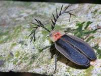 photographed in December of 2004 in Cuc Phuong national park using a Canon D60 digital camera and Canon 100mm f2.8 USM macro lens  (1/180th second, f22, ISO 100)