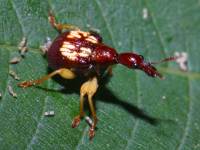 Trachylophorus sp photographed in Cat Tien national park in December of 2004 using a Canon D60 camera and Canon 100mm f2.8 USM macro lens  (1/180th second, f19, ISO 100)