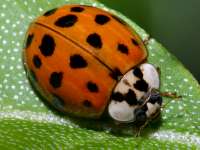 photographed in May of 2003 using a Canon D60 camera and Canon 100mm f2.8 USM macro lens   (1/180th second, f16, ISO 100)