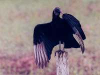 click here to go to the raptor (bird of prey) wallpaper gallery