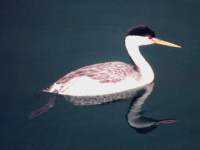 click here to go to the diving bird wallpaper gallery