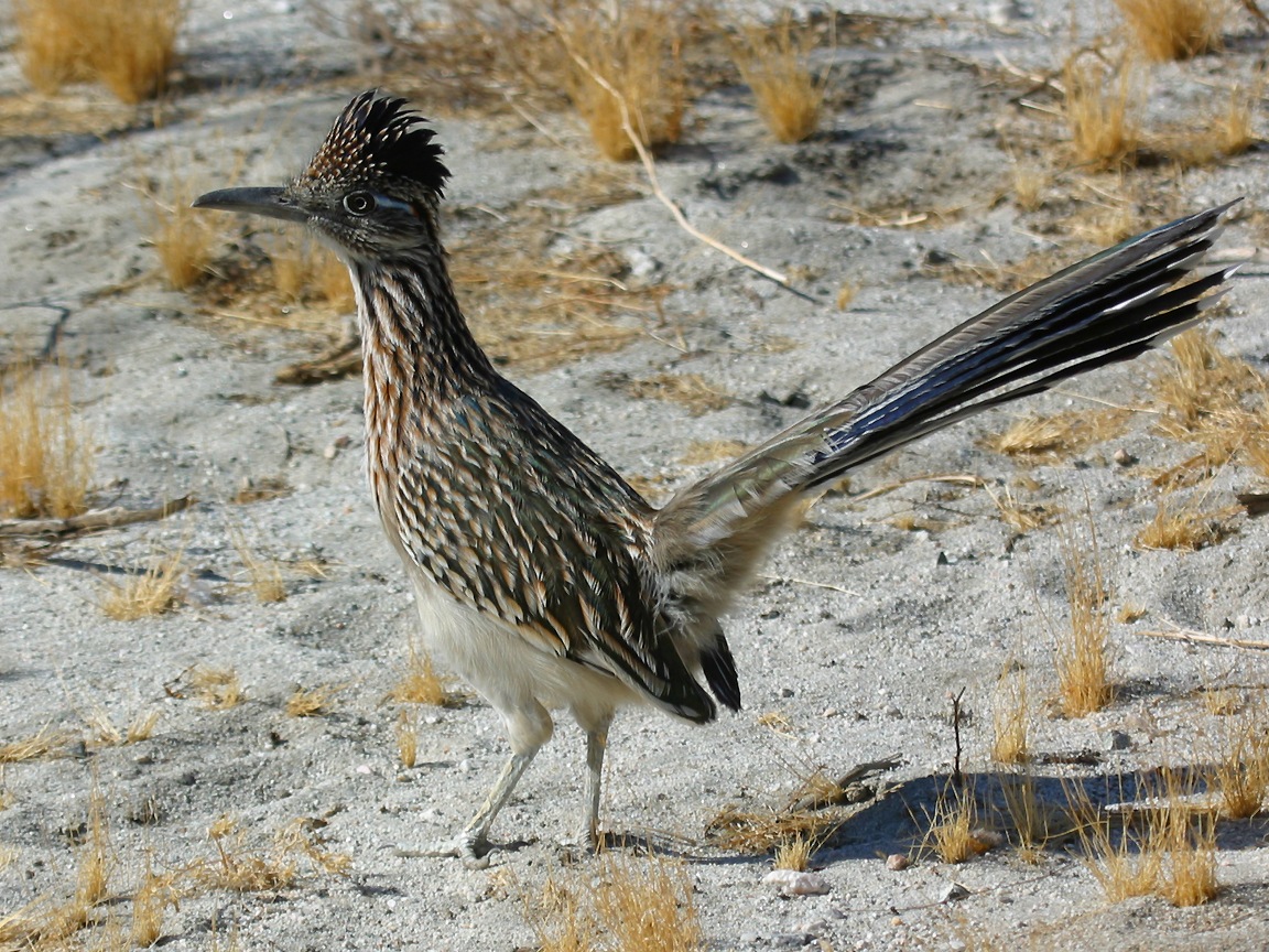 roadrunner bird report