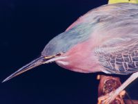 click here to go to the wading bird wallpaper gallery
