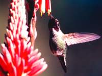 Calypte anna