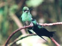 photographed at Monteverde
