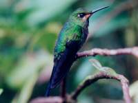 photographed at Monteverde