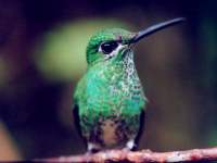 photographed at Monteverde