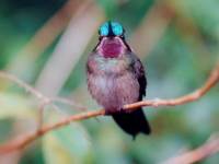 Lampornis calolaema photographed at Monteverde