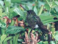 photographed at Monteverde