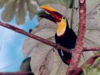 Ramphastos swainsonii