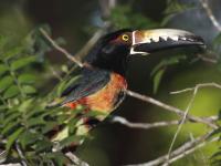 Pteroglossus torquatus photographed in April of 2009 using a Canon 50D camera and Canon 100-400mm image stabilized lens set to 400mm  (1/250th second, f6.7, ISO 200)