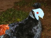 Lophura ignita rufa photographed in June of 2008 using a Canon 5D camera and Canon 100mm f2.8 USM macro lens  (1/200th second, f19, ISO 200)