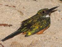 Galbula ruficauda photographed in May of 2009 using a Canon 50D camera and Canon 100-400mm image stabilized lens set to 400mm  (1/250th second, f9.5, ISO 400)