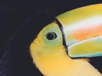 Ramphastos sulfuratus