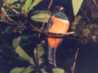Trogon aurantiiventris