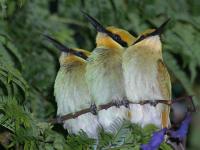 Merops ornatus photographed in January of 2003 using a Canon D60 camera and Canon 100-400mm lens set to 400mm  (1/180th second, f6.7, ISO 100)