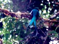 Pharomachrus mocinno