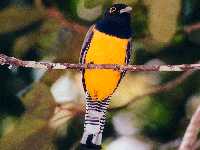 Trogon violaceus