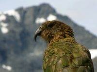 Nestor notabilis photographed at the Homer Tunnel in February of 2003 using a Canon D60 digital camera and Canon 28-105mm lens