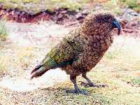 Nestor notabilis photographed at MacKinnon Pass on the Milford Track