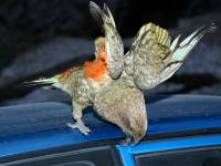 Nestor notabilis vandalizing my rental car at the Homer Tunnel in February of 2003, photographed using a Canon D60 digital camera and Canon 28-105mm lens