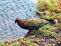 Nestor notabilis photographed at MacKinnon Pass on the Milford Track