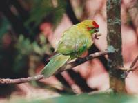 Cyanoramphus novaezelandiae