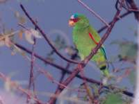 Amazona albifrons