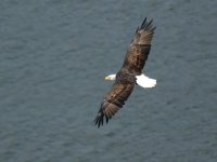 Haliaeetus leucocephalus photographed at Devil's Lake, Wisconsin, using a Canon 1Ds digital camera and Canon 100-400mm image stabilized lens