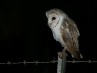 Tyto alba photographed on Taveuni in Fiji using a Canon 1Ds digital camera and Canon 100-400mm lens