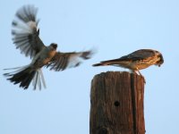 Mimus polyglottos mobbing Falco sparverius in Palm Springs, California, photographed using a Canon 10D digital camera and Canon 100-400mm image stabilized lens set to 400mm  (1/250th second, f5.6, ISO 400)