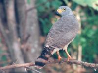 Buteo magnirostris