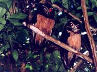 Pulsatrix perspicillata