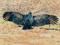 Cathartes aura